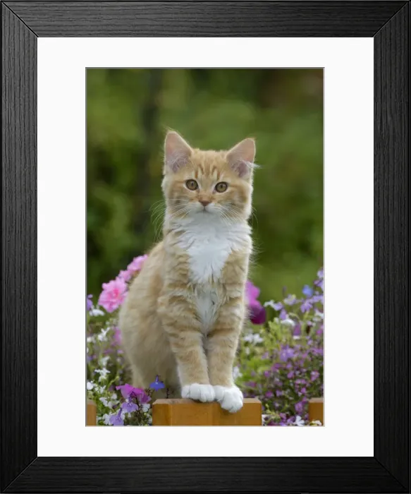 Framed Print : Picture No. 10864017 Framed Print : Picture No. 10864017