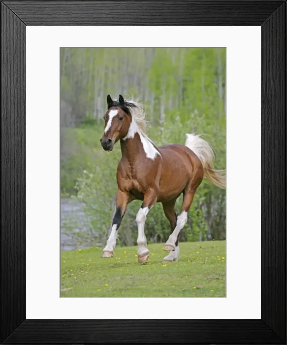 Framed Print : Picture No. 10864014 Framed Print : Picture No. 10864014