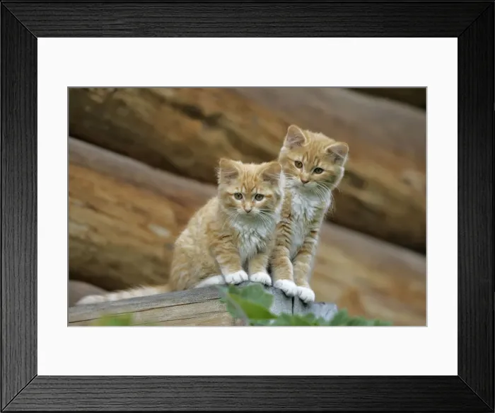 Framed Print : Picture No. 10864018 Framed Print : Picture No. 10864018