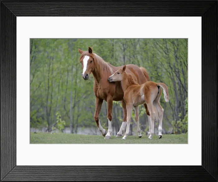 Framed Print : Picture No. 10864011 Framed Print : Picture No. 10864011