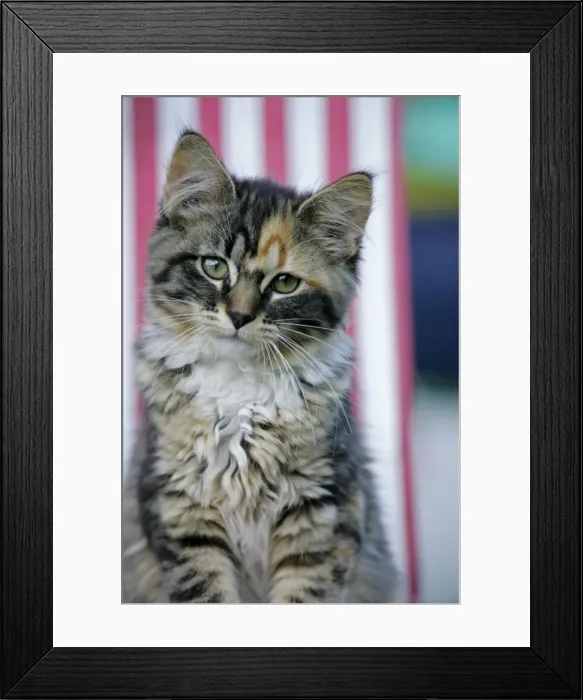 Framed Print : Picture No. 10864019 Framed Print : Picture No. 10864019