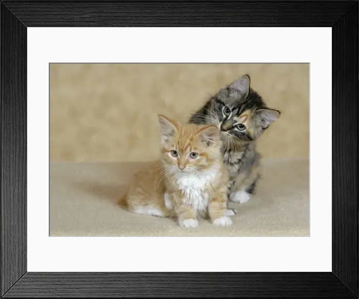 Framed Print : Picture No. 10864021 Framed Print : Picture No. 10864021