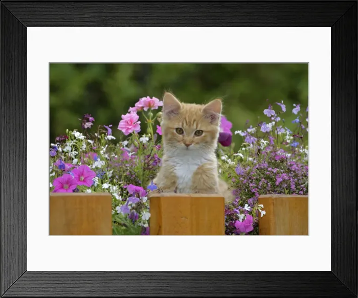 Framed Print : Picture No. 10864015