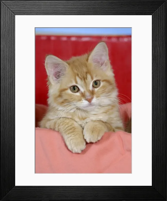 Framed Print : Picture No. 10864020 Framed Print : Picture No. 10864020