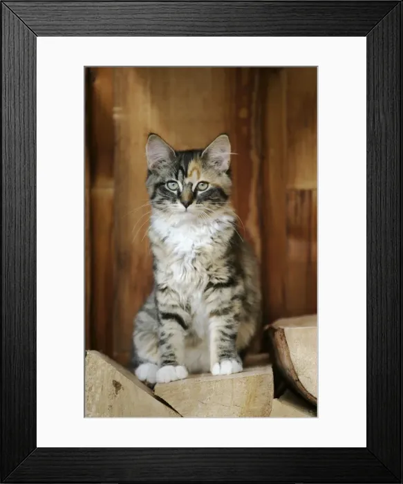 Framed Print : Picture No. 10864022 Framed Print : Picture No. 10864022