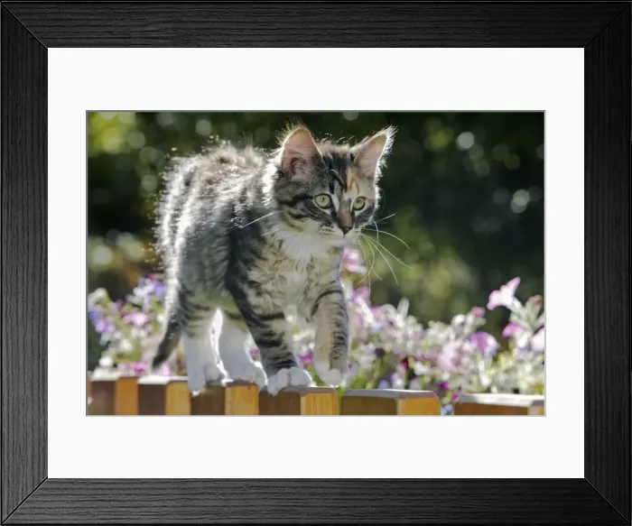 Framed Print : Picture No. 10864027
