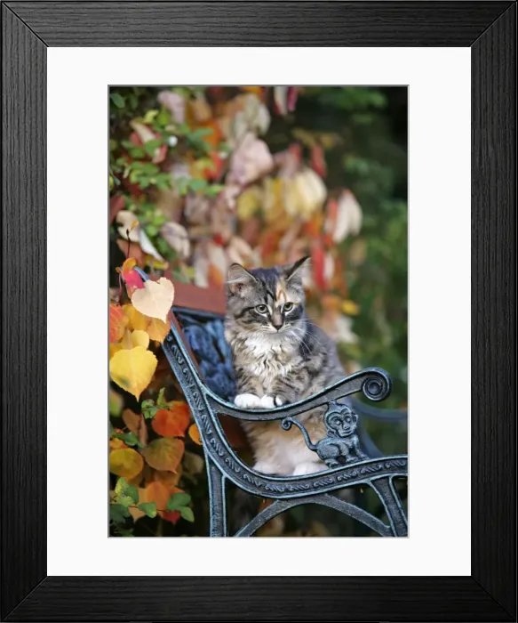 Framed Print : Picture No. 10864026 Framed Print : Picture No. 10864026