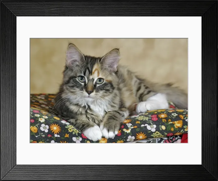 Framed Print : Picture No. 10864023 Framed Print : Picture No. 10864023