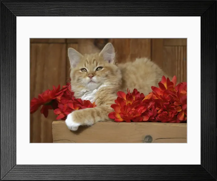 Framed Print : Picture No. 10864028