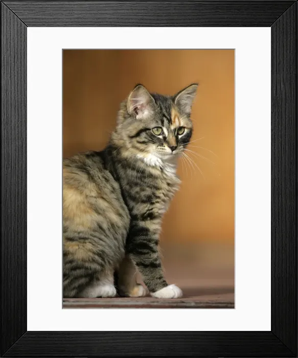 Framed Print : Picture No. 10864029 Framed Print : Picture No. 10864029
