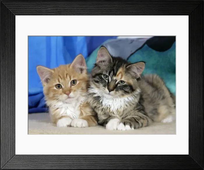Framed Print : Picture No. 10864025 Framed Print : Picture No. 10864025