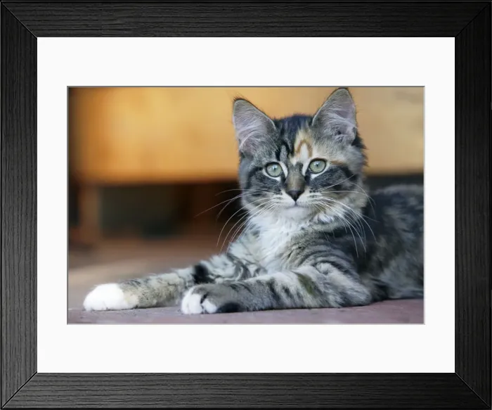 Framed Print : Picture No. 10864032 Framed Print : Picture No. 10864032