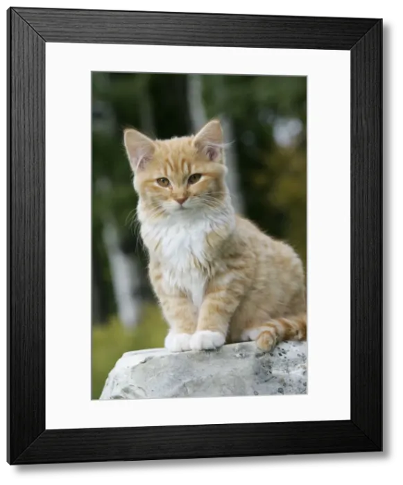 Framed Print : Picture No. 10864030 Framed Print : Picture No. 10864030