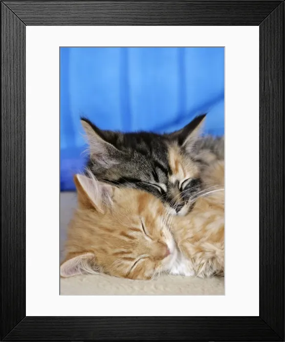 Framed Print : Picture No. 10864024 Framed Print : Picture No. 10864024