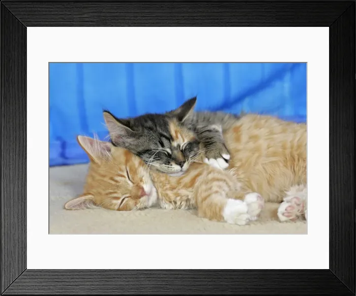 Framed Print : Picture No. 10864034 Framed Print : Picture No. 10864034
