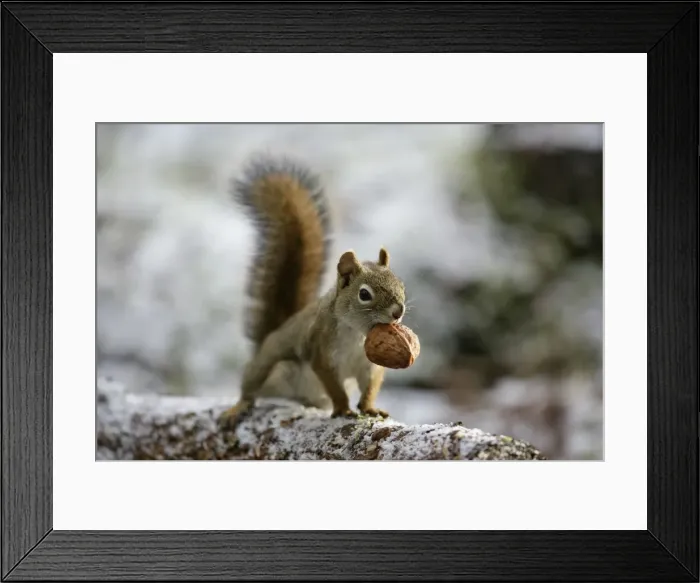 Framed Print : Picture No. 10864036 Framed Print : Picture No. 10864036