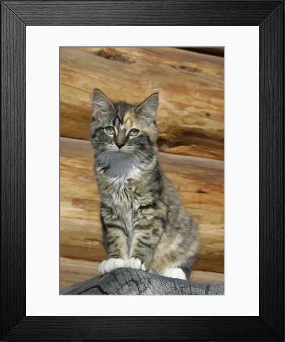 Framed Print : Picture No. 10864031 Framed Print : Picture No. 10864031