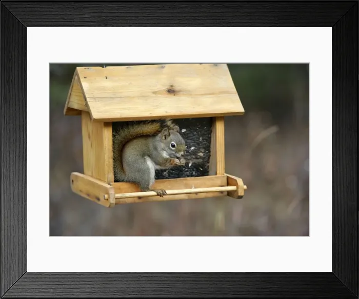 Framed Print : Picture No. 10864037 Framed Print : Picture No. 10864037