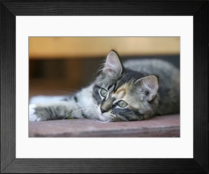 Framed Print : Picture No. 10864033 Framed Print : Picture No. 10864033