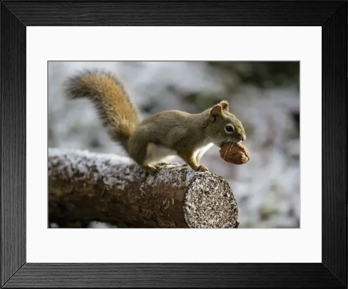 Framed Print : Picture No. 10864035 Framed Print : Picture No. 10864035