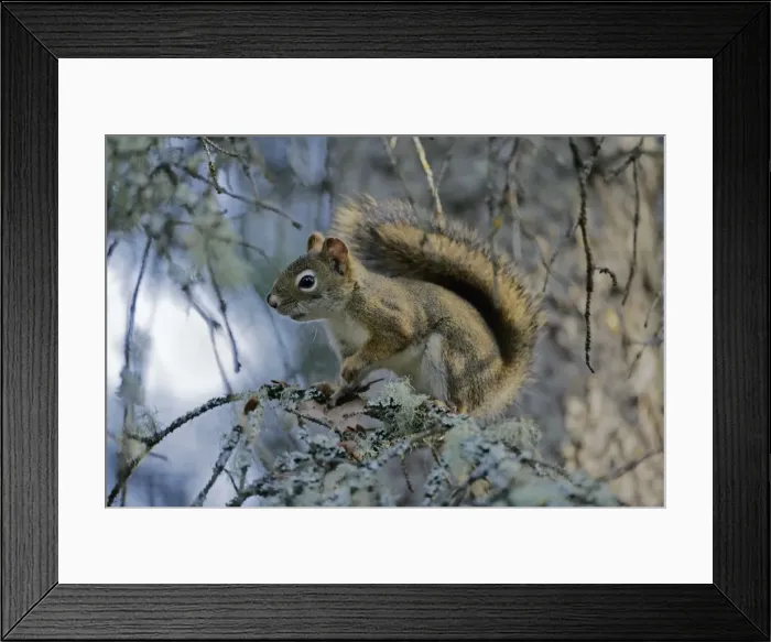 Framed Print : Picture No. 10864039 Framed Print : Picture No. 10864039