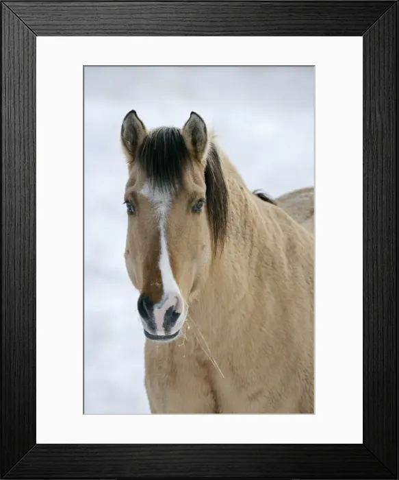 Framed Print : Picture No. 10864040 Framed Print : Picture No. 10864040