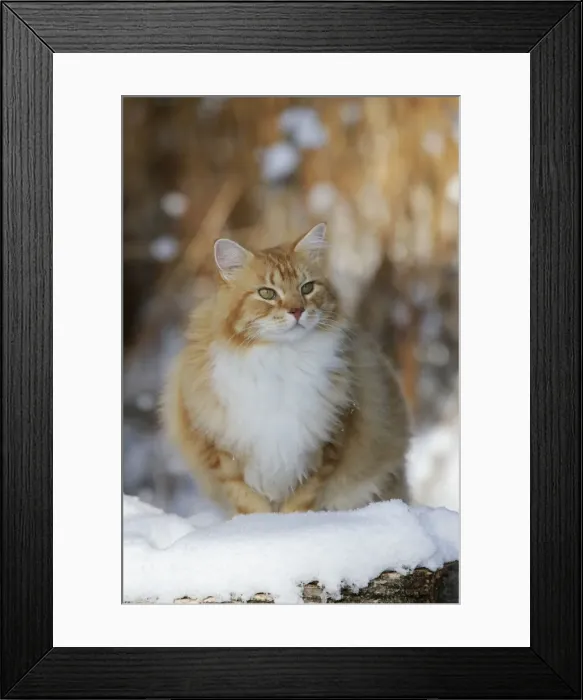 Framed Print : Picture No. 10864042 Framed Print : Picture No. 10864042