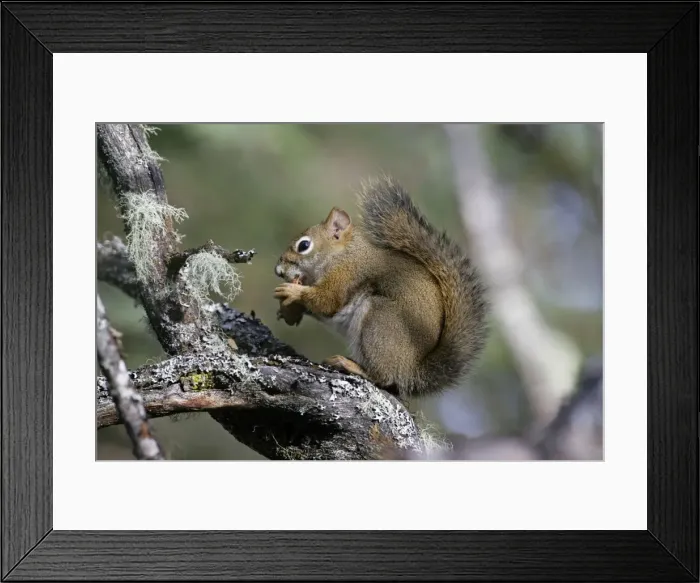 Framed Print : Picture No. 10864038 Framed Print : Picture No. 10864038