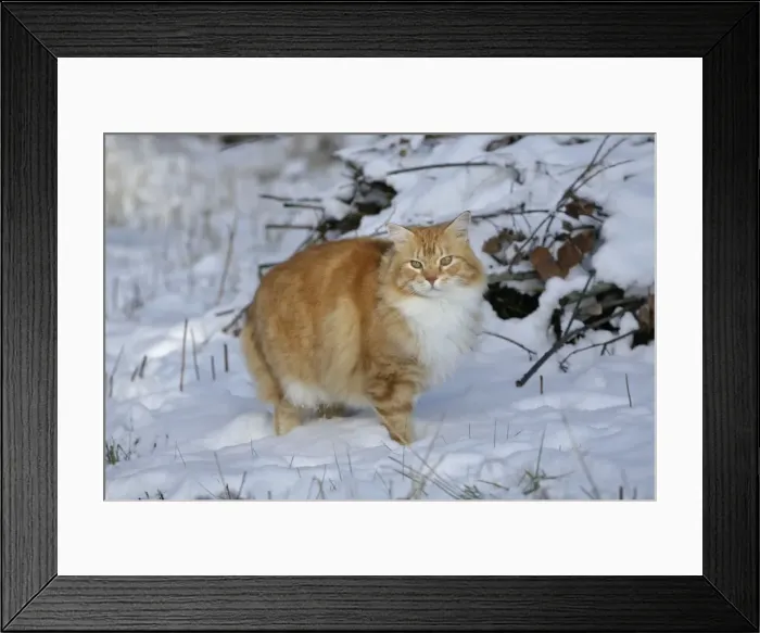 Framed Print : Picture No. 10864043 Framed Print : Picture No. 10864043