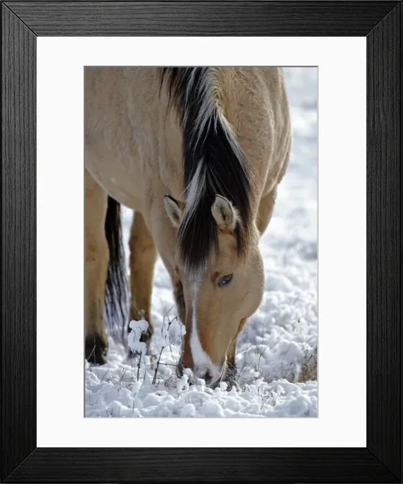 Framed Print : Picture No. 10864046 Framed Print : Picture No. 10864046