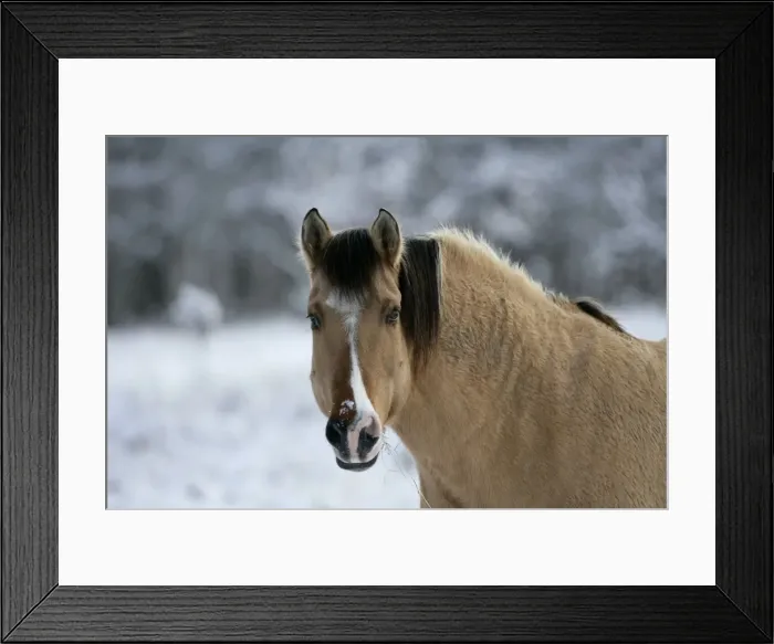 Framed Print : Picture No. 10864041