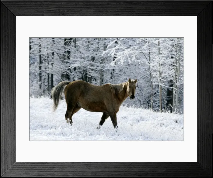 Framed Print : Picture No. 10864045 Framed Print : Picture No. 10864045