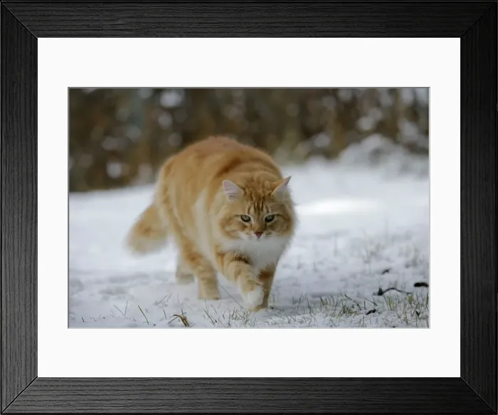 Framed Print : Picture No. 10864044 Framed Print : Picture No. 10864044