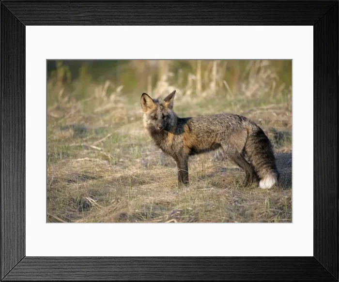 Framed Print : Picture No. 10864048 Framed Print : Picture No. 10864048
