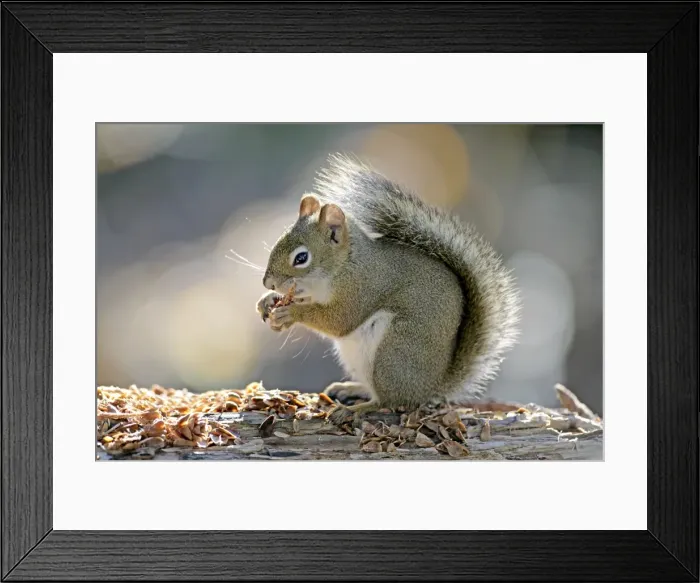 Framed Print : Picture No. 10864049 Framed Print : Picture No. 10864049