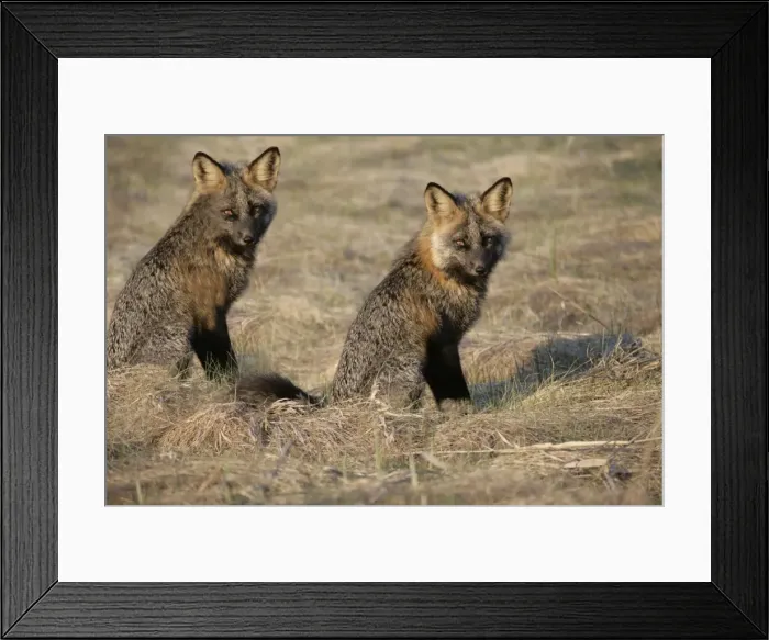 Framed Print : Picture No. 10864047 Framed Print : Picture No. 10864047
