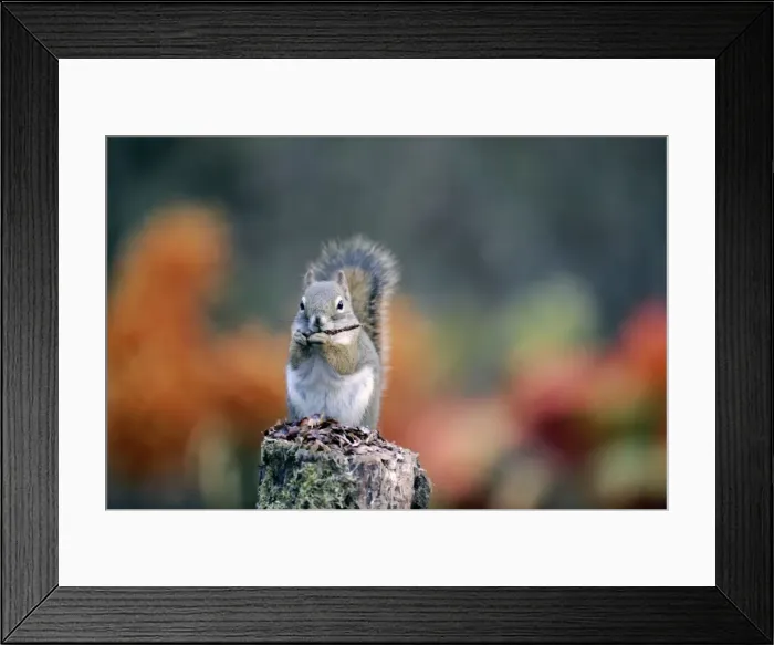 Framed Print : Picture No. 10864050 Framed Print : Picture No. 10864050