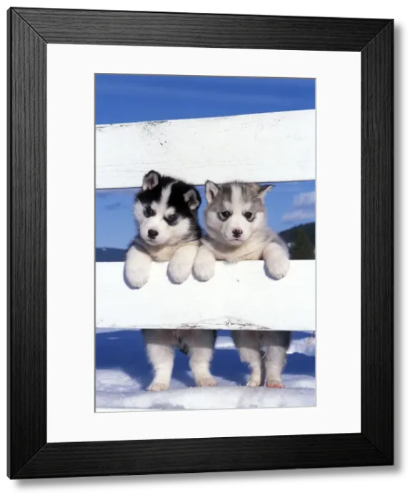 Framed Print : Picture No. 10864147 Framed Print : Picture No. 10864147