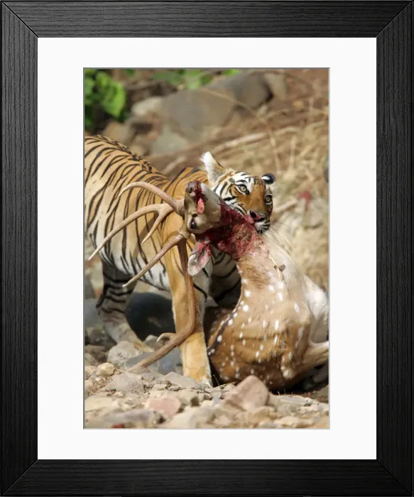 Framed Print : Picture No. 10864244 Framed Print : Picture No. 10864244