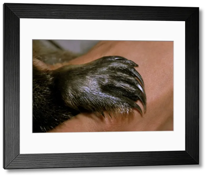 Framed Print : Picture No. 10864155 Framed Print : Picture No. 10864155