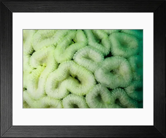 Framed Print : Picture No. 10862498