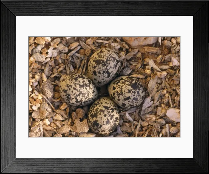 Framed Print : Picture No. 10864206 Framed Print : Picture No. 10864206