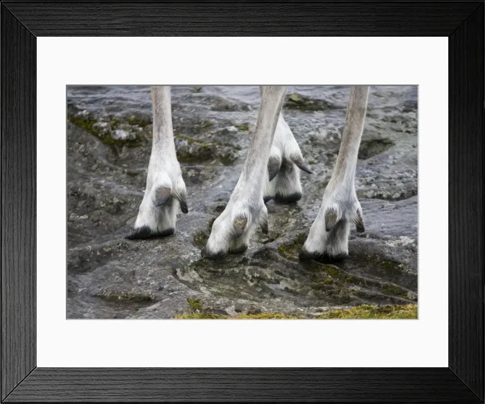 Framed Print : Picture No. 10864540 Framed Print : Picture No. 10864540