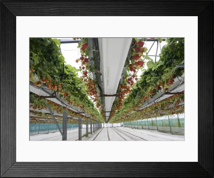 Framed Print : Picture No. 10864563 Framed Print : Picture No. 10864563