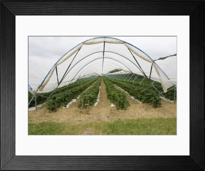 Framed Print : Picture No. 10864553 Framed Print : Picture No. 10864553