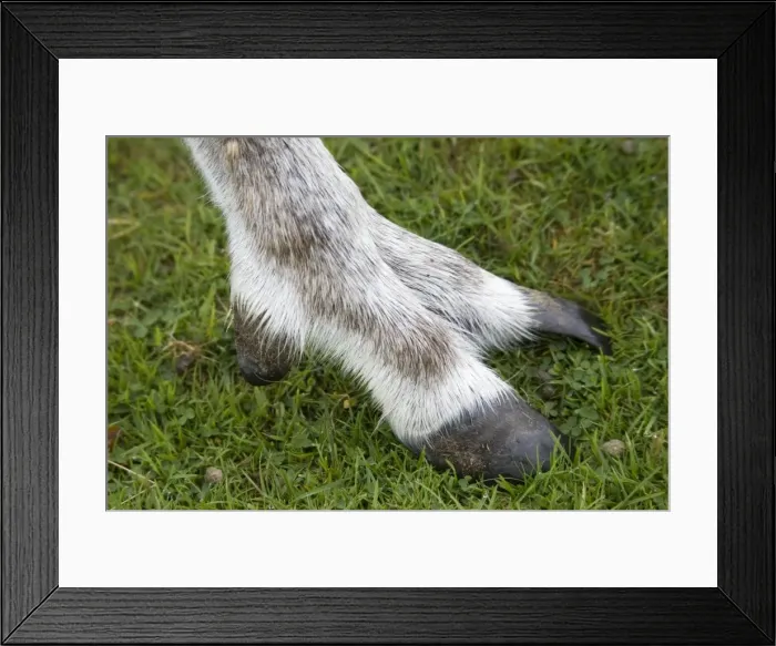 Framed Print : Picture No. 10864541 Framed Print : Picture No. 10864541
