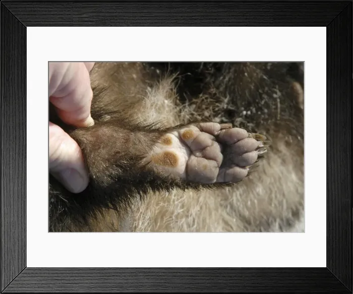 Framed Print : Picture No. 10864590 Framed Print : Picture No. 10864590
