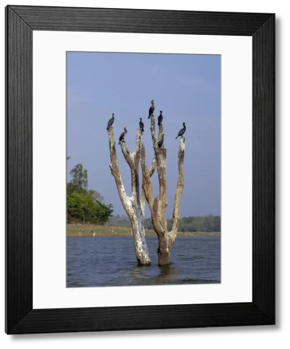 Framed Print : Picture No. 10864614 Framed Print : Picture No. 10864614