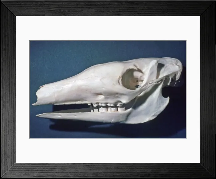 Framed Print : Picture No. 10864934 Framed Print : Picture No. 10864934