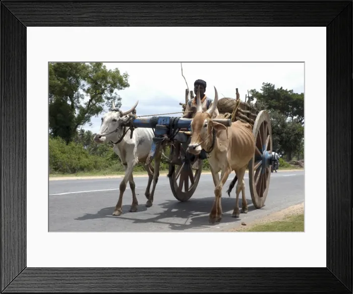 Framed Print : Picture No. 10864927 Framed Print : Picture No. 10864927